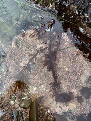 Prionitis lanceolata