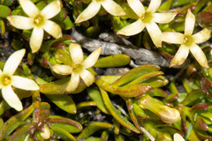 Stackhousia pulvinaris