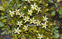 Stackhousia pulvinaris