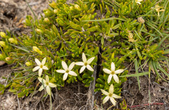 Stackhousia pulvinaris