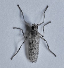 Boreothrinax maculipennis