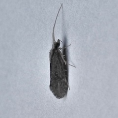 Annulipalpia