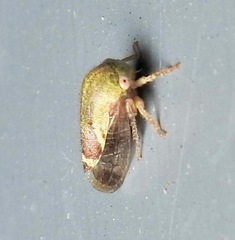 Ophiderma evelyna
