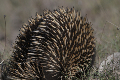 Eastern Short-beaked Echidna