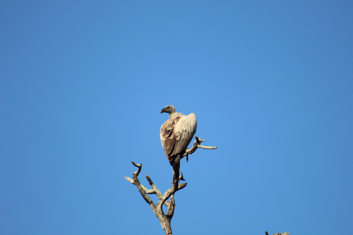 White-backed Vulture