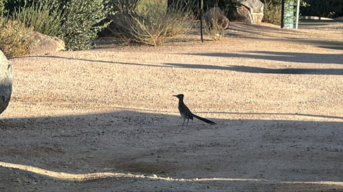 Greater Roadrunner observed by sankypats