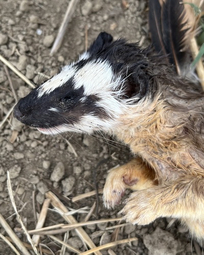 Comadreja cola larga observed by brandon_quiroz