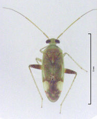 Micromimetus