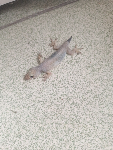 Oriental House Gecko