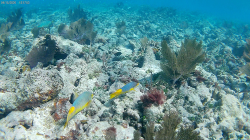 Bodianus rufus
