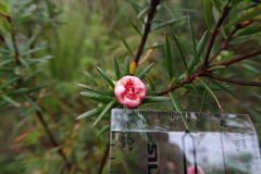 Cyathodes glauca