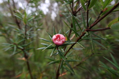 Cyathodes glauca