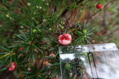 Cyathodes glauca