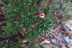Cyathodes glauca