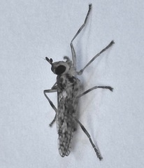 Boreothrinax maculipennis