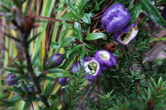 Billardiera macrantha