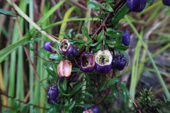Billardiera macrantha
