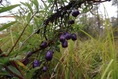 Billardiera macrantha