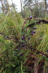 Billardiera macrantha