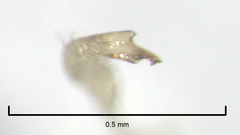 Micromimetus