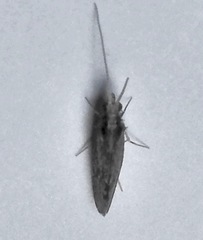 Annulipalpia