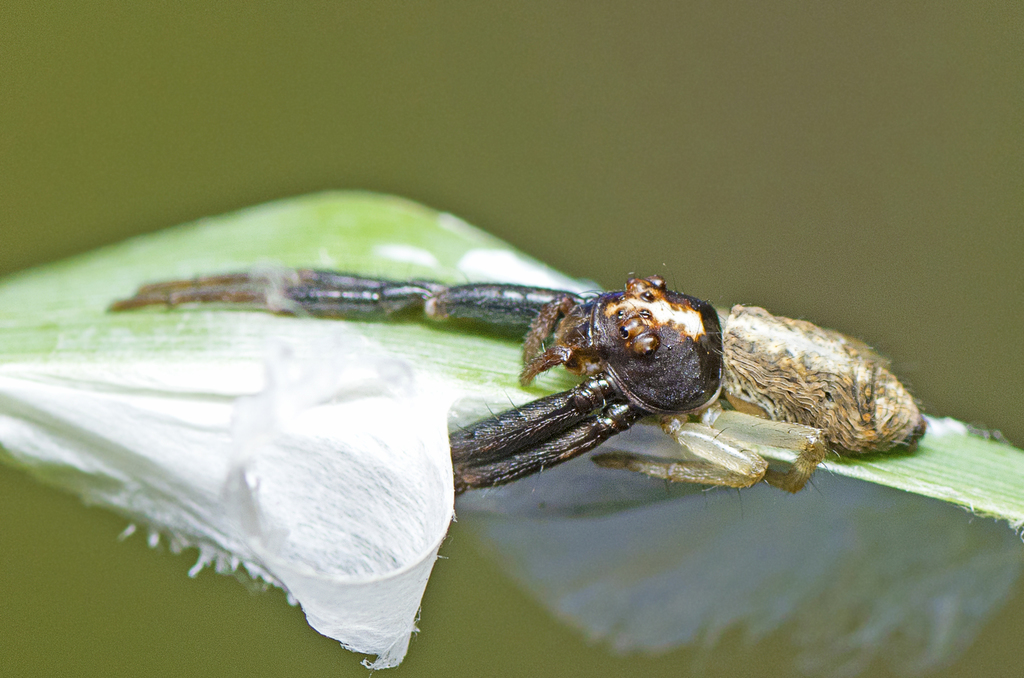 Grey Tmarus