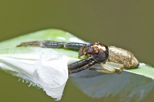 Tmarus cinerascens