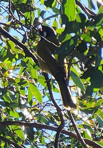 White-eared Honeyeater