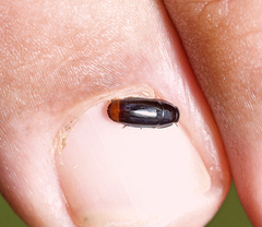 Pseudomorphini