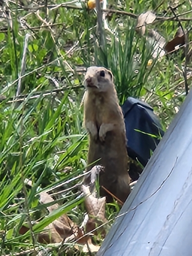 Thirteen-lined Ground Squirrel observed by darbyburk