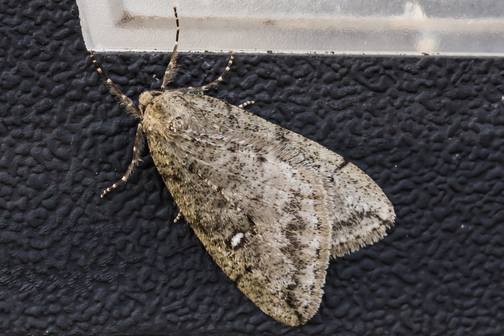 White-Spotted Canker Worm