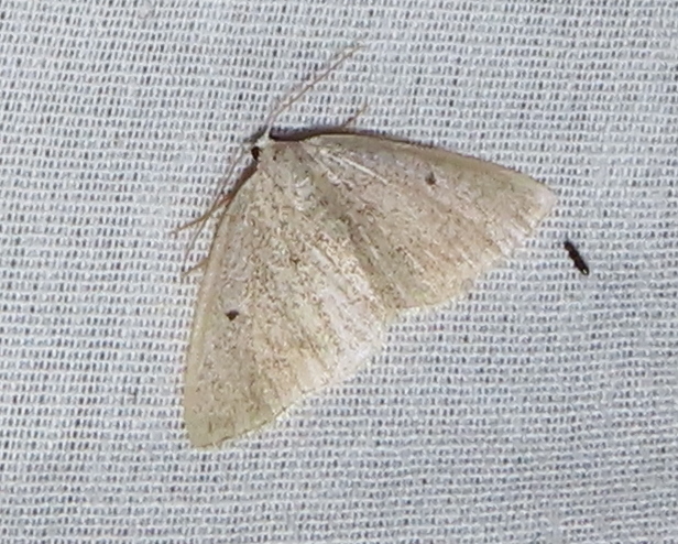 Gray Spring Moth from Wayne County, PA, USA on April 16, 2026 at 08:06 ...