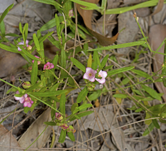 Cyanothamnus polygalifolius