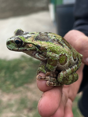 Fairy Treefrog photo 1