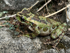 Fairy Treefrog photo 2