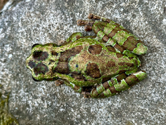 Fairy Treefrog photo 3