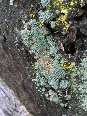 Cladonia firma