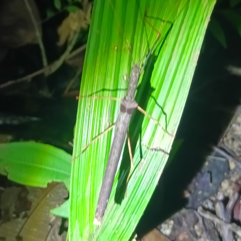 Pseudophasma flavipes