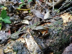 Craugastor podiciferus