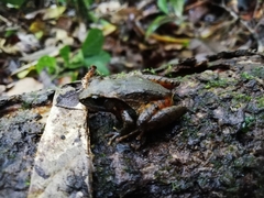 Craugastor podiciferus