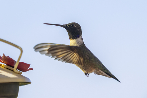 Black-chinned Hummingbird observed by axarus