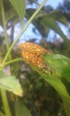 Ileomus