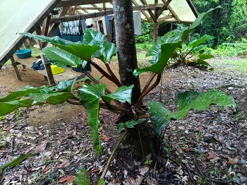 Philodendron melinonii, photograph 5