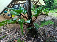 Philodendron melinonii, photograph (c) Guillaume Delaitre, some rights reserved (CC BY)