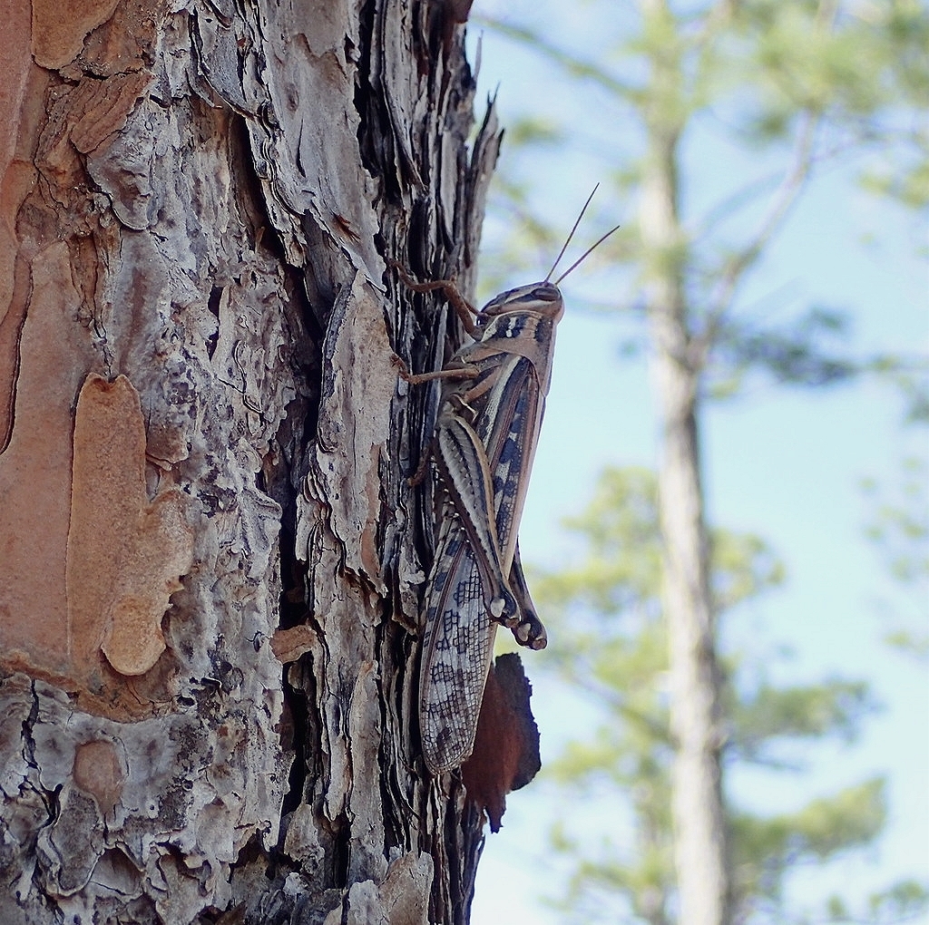 American bird grasshopper (Schistocerca americana)