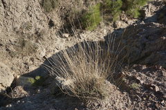Elymus nodosus