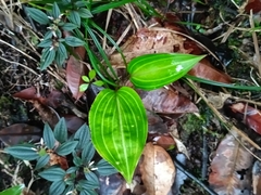 Prescottia stachyodes