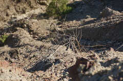 Capparis spinosa herbacea