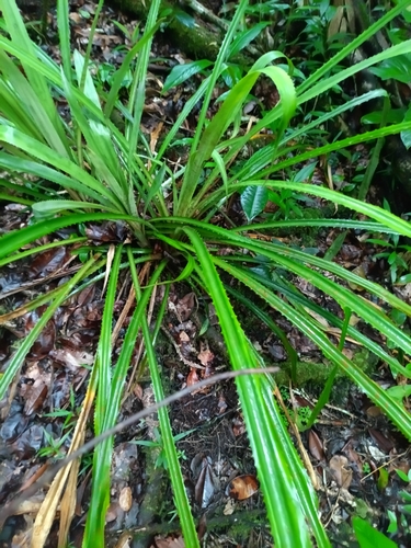 Bromelia fosteriana (Bromelia fosteriana)