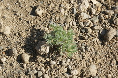 Astragalus arnacantha